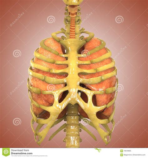 Pituitary gland, pregnancy, pulmonary artery, raise hand. Human Lungs With Skeleton Rib Cage Stock Illustration ...