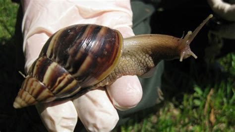 Giant Snails That Can Carry Parasites That Cause Meningitis In Humans