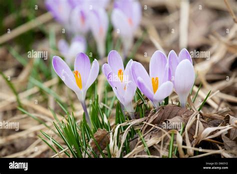 Crocuses Emerging In Early Spring Stock Photo Alamy