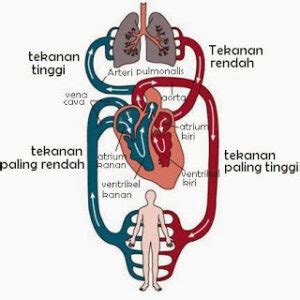Pengertian Struktur Fungsi Dan Cara Kerja Jantung