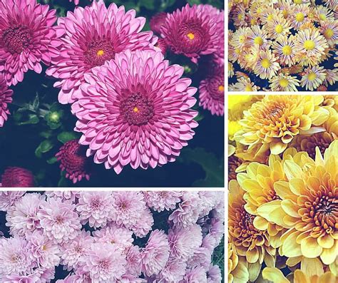 A Beginners Guide To Floral Design 32 Most Commonly Used Flowers In