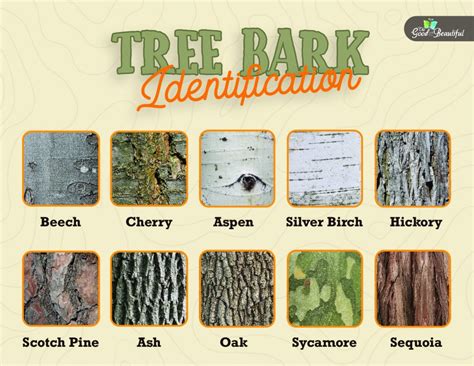 Tree Bark Identification The Good And The Beautiful