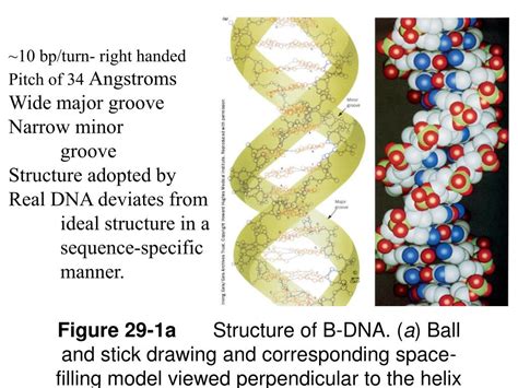 Ppt Figure 5 11 Three Dimensional Structure Of B Dna Powerpoint