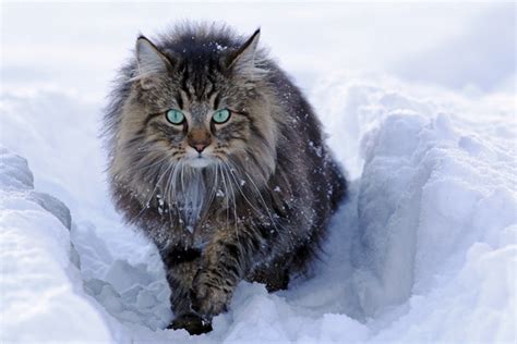 Get To Know The Norwegian Forest Cats One Of The Most Majestic