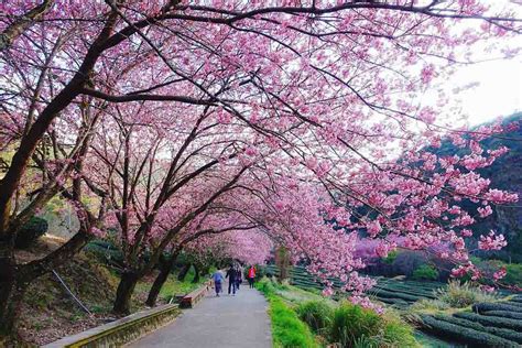 Taiwan Cherry Blossom Guide 2020 — A Cheaper And Less Crowded