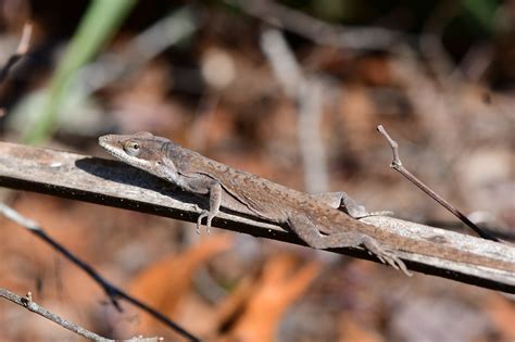 Green Anole South Carolina Partners In Amphibian And Reptile Conservation