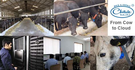 Connected Cows Are Key To Chitale Dairys Process Automation