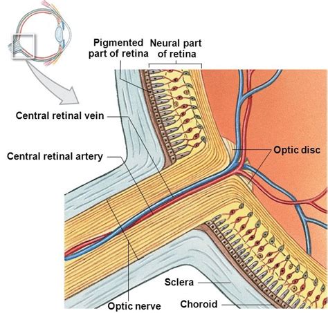 Retinal Vascular Disorders Sydney Ophthalmic Specialists