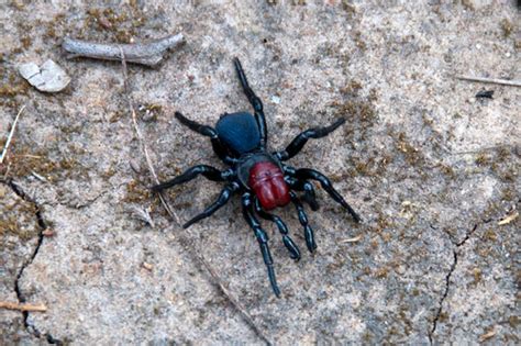 Red Headed Mouse Spider Missulena Occatoria Male Paul Asman And
