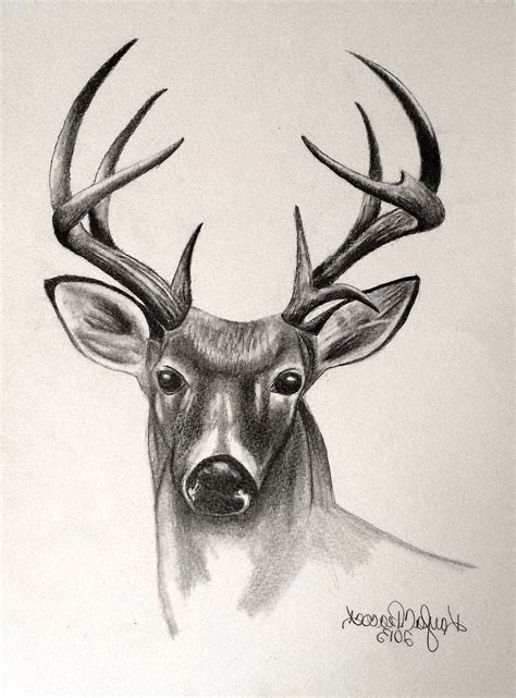 Deer Sketch Drawing At Getdrawings Free Download