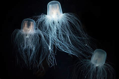 5 Most Venomous And Deadliest Jellyfish In The World 42west