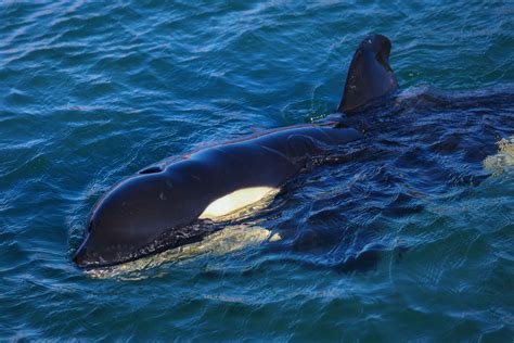 Video Orca Shows Ancient And Rare Hunting Technique To Catch And Kill