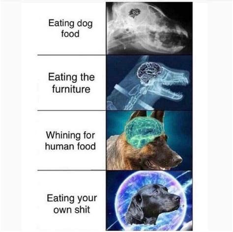 Eating Dog Food Meme By Peebee Memedroid