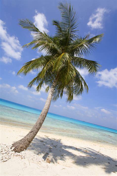 Palm Tree On Tropical Beach Stock Image Image Of White