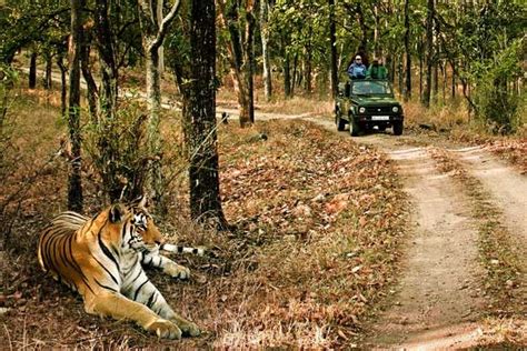 Itinerary 3 Days Pench Tiger Safari From The Earth Safari