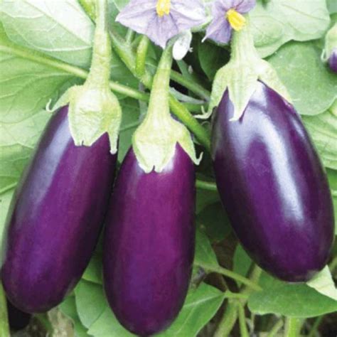 Aro Brinjal Purple Long Brinjal Eggplant Seed Price In India Buy
