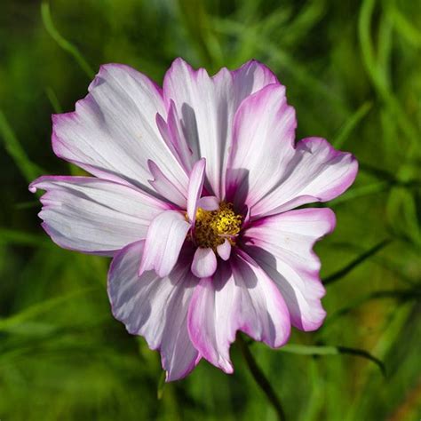 We did not find results for: #tangled #petals #flower #macro #garden #botanicalgardens ...