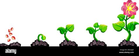 Fases De Crecimiento De La Planta Infografía El Cultivo Del Proceso