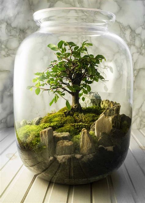 How To Grow Moss Indoors Quick Guide For Beginners Artofit