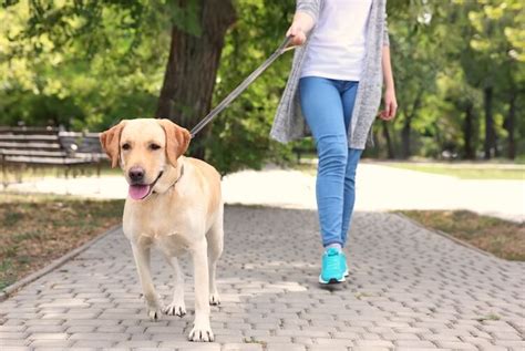 Labrador Training For New Owners Complete Guide All Things Dogs