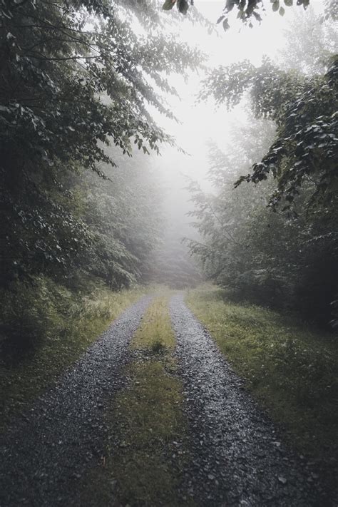 Gravel Road In Between Forest During Foggy Day Photo Free Grey Image