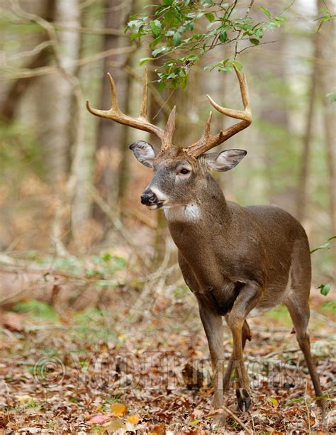 Whitetail Deer Photographs Yoderimages