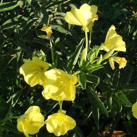 Oenothera Biennis Evening Primrose Buy Herb Plants