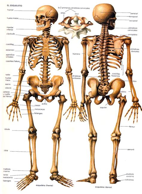 Confirman que cuerpos calcinados en sinaloa son. ¿De cuántos huesos consta el cuerpo humano? - Blogodisea