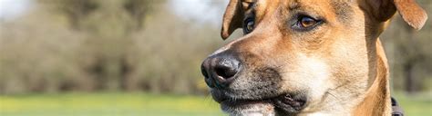 We know that your pet is family. Veterinarians in Goldsboro | Landmark Animal Clinic