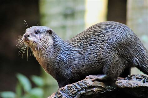 All 13 otter species are. Asian Small-clawed Otter (Aonyx cinereus) - ZooChat