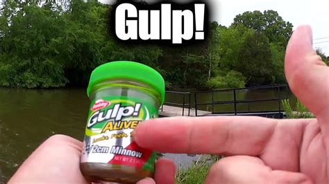 Surprising Catch With 1 Inch Gulp Minnow Realistic Bank Fishing Youtube