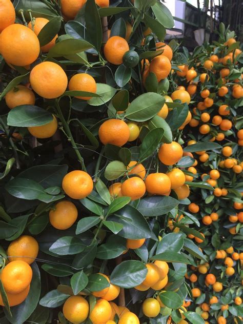 Calamondin Orange Trees Acquaintance — Steemit