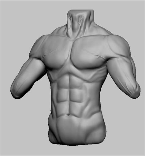 Body Anatomy Male Body Torso