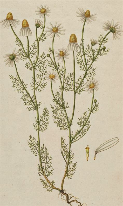 Chamomile Matricaria Chamomilla Circa Botanical Illustration