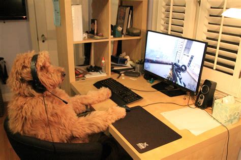 Taught My Dog How To Play Battlefield 4 Repost From Rbattlefield4