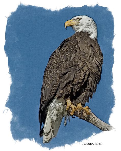 Eagle Lookout Digital Art By Larry Linton Pixels