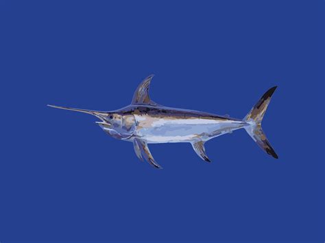 Broadbill Swordfish Tuna Australia