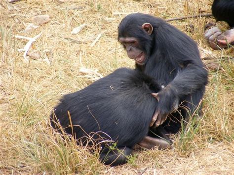 Chimpanzee Mating Garrysolo