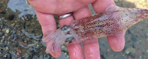 Squids Can Edit Their Rna In An Unprecedented Way Scientists Discover