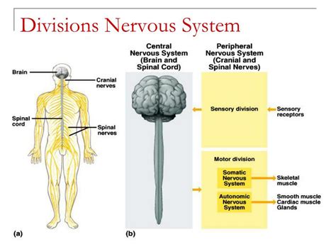 Ppt Nervous System Powerpoint Presentation Free Download Id2263714