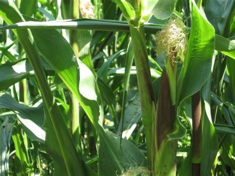 Harvesting Indian Corn Seed For Security Llc