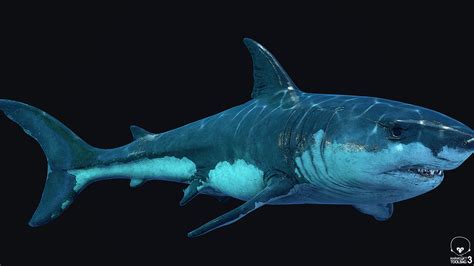 Community prints add your picture. ArtStation - Realistic Great White Shark 3D Model ...