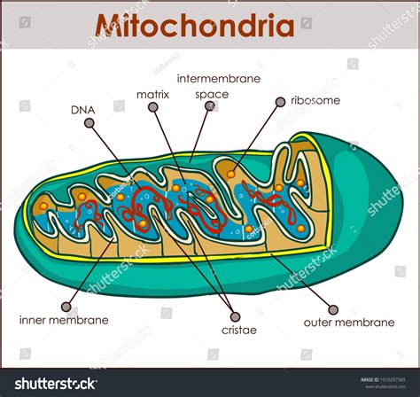 Vector Illustrator Cross Section Mitochondria Stock Vector Royalty