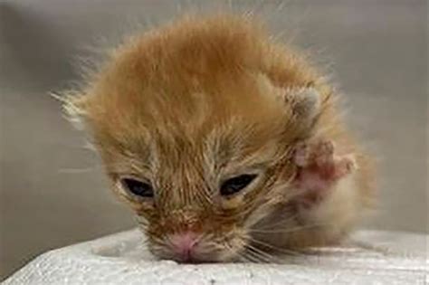 Baby Kittens For Adoption The Acrobatic Kittens Are Debuting For