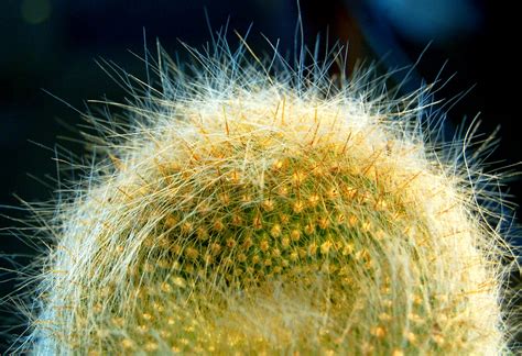 Pet Cactus Dumleedoo Flickr