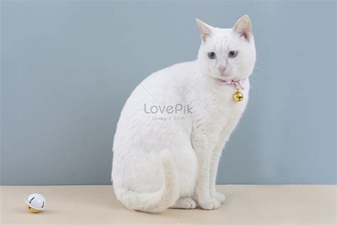 รปลกแมวสดกลางแมวอวนแมวขาวแมวสตว HD รปภาพสตวเลยง สตว แมว ดาวนโหลดฟร Lovepik