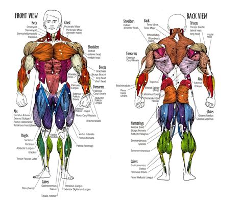 Basic Back And Side Anatomy Human Body Study Sheet Labeled