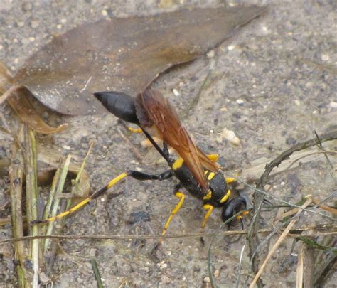 Bug Eric Wasp Wednesday Black Yellow Mud Dauber