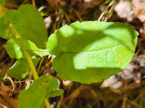 Wavy Leaved Aster Symphyotrichum Undulatum Lower Stem Leaves