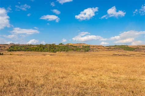 Yellow Grass Countryside Fields With Bright Blue Sky At Morning From